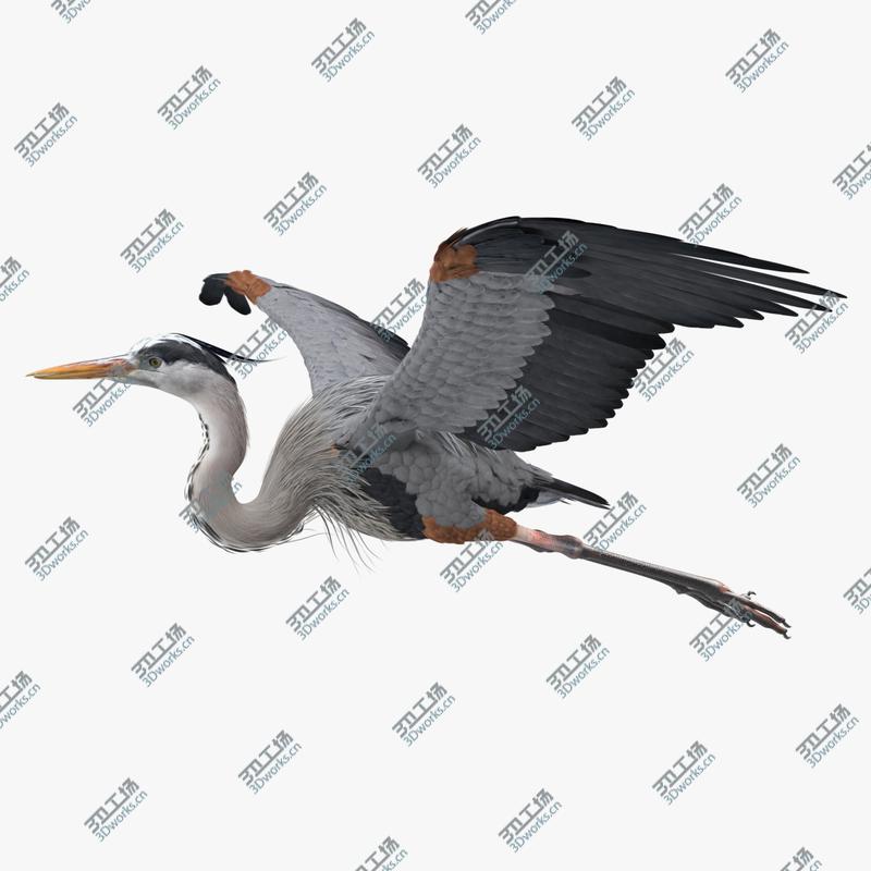 images/goods_img/202104021/3D model Great Blue Heron in Flight/1.jpg
